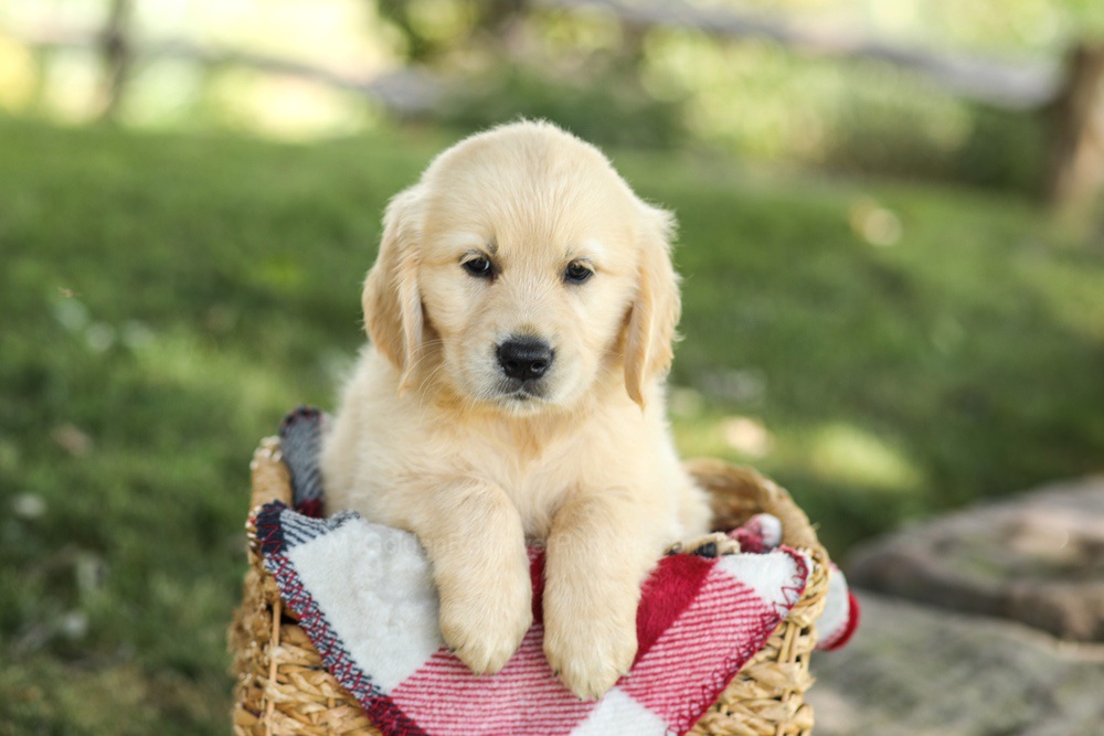 Misty Image of Misty, a Golden Retriever puppy