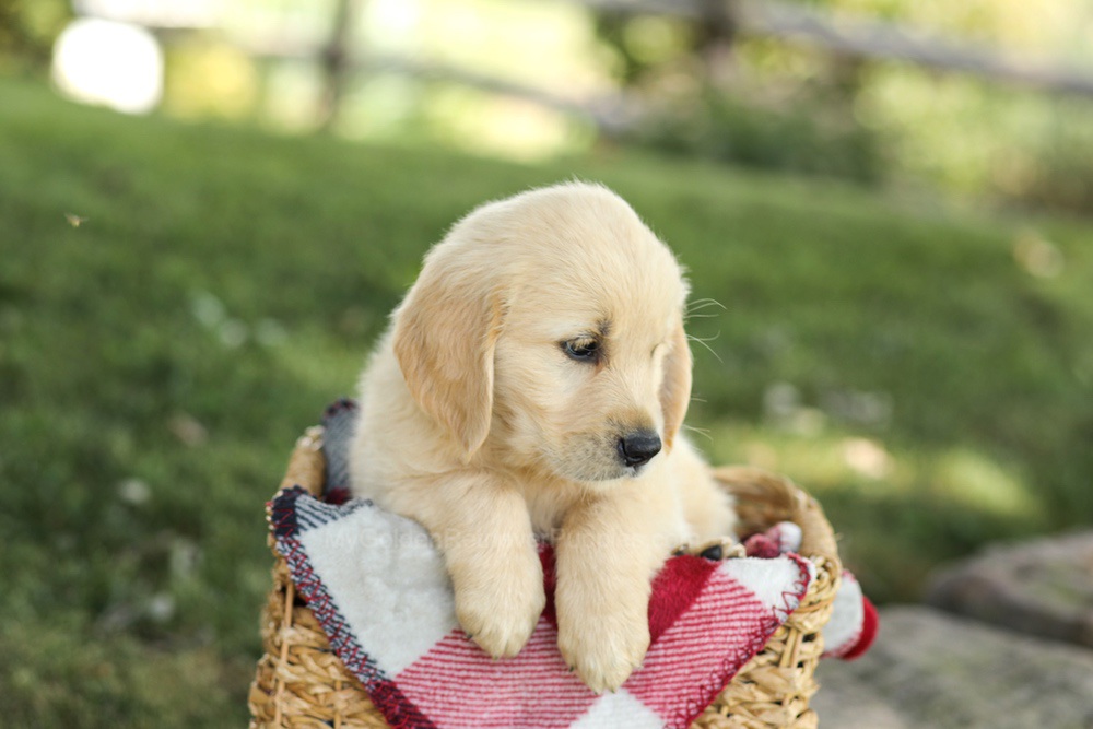 Misty Image of Misty, a Golden Retriever puppy