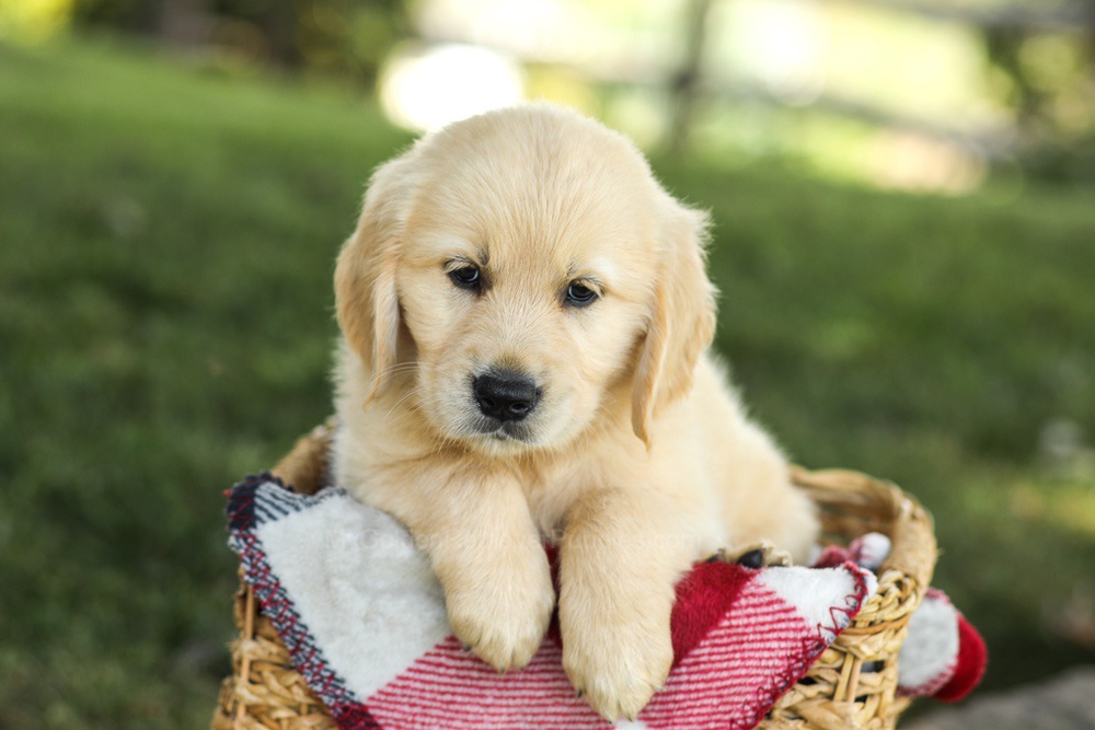 Misty Image of Misty, a Golden Retriever puppy