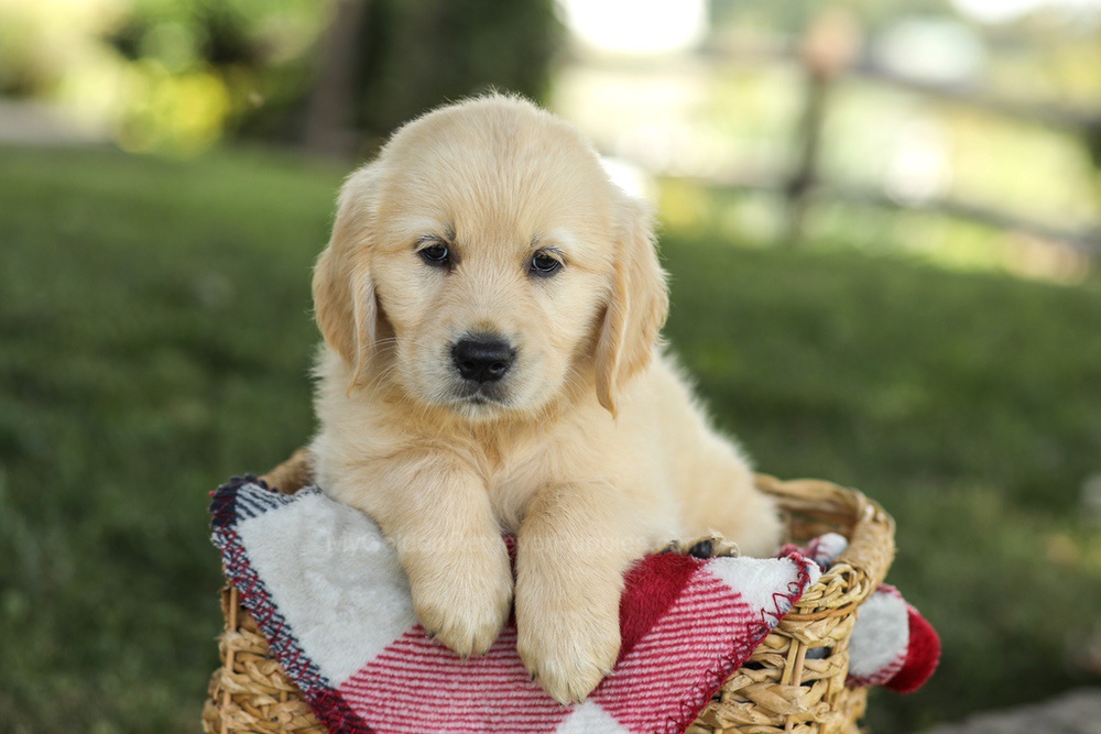 Misty Image of Misty, a Golden Retriever puppy