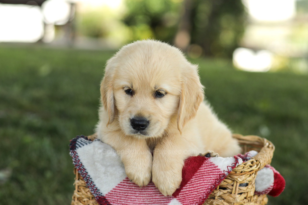 Misty Image of Misty, a Golden Retriever puppy