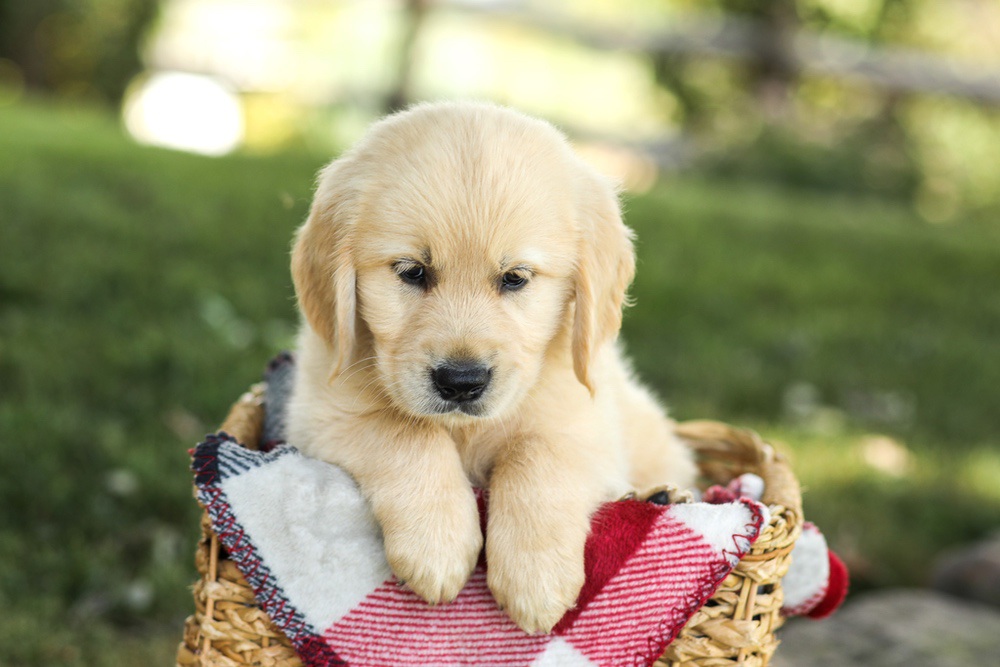Misty Image of Misty, a Golden Retriever puppy