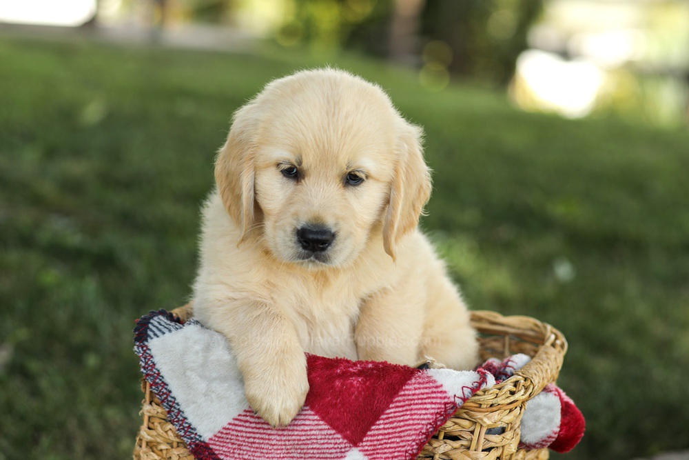 Misty Image of Misty, a Golden Retriever puppy
