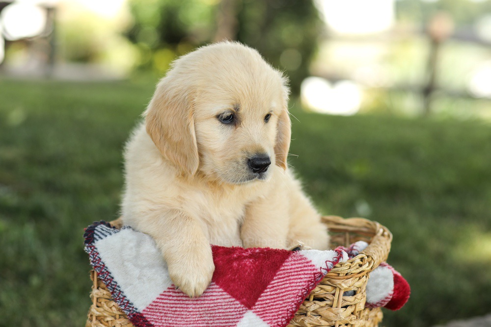 Misty Image of Misty, a Golden Retriever puppy