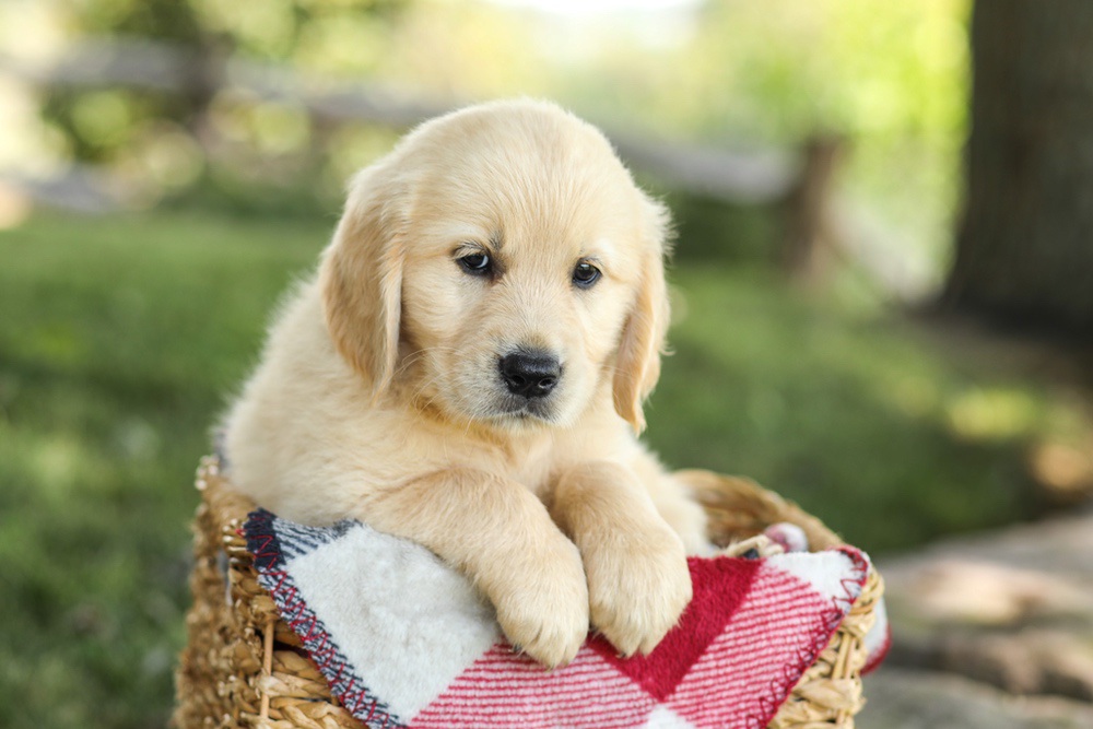 Misty Image of Misty, a Golden Retriever puppy