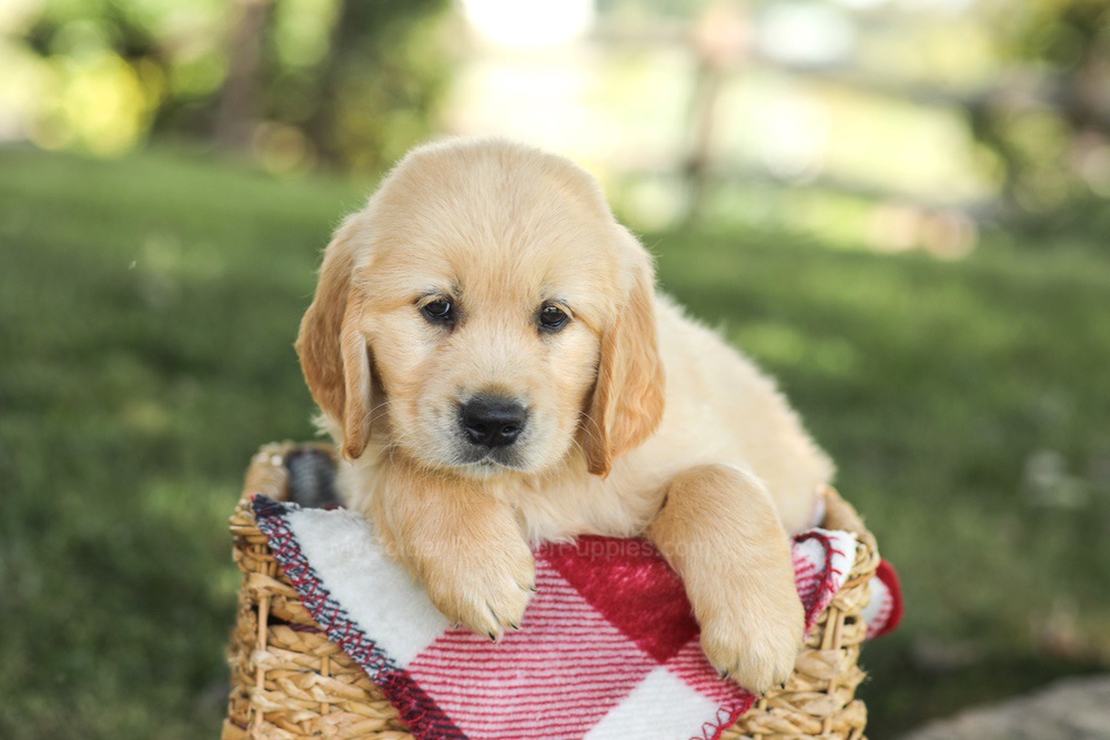 Mitch Image of Mitch, a Golden Retriever puppy