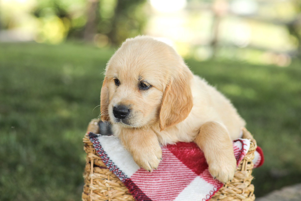 Mitch Image of Mitch, a Golden Retriever puppy