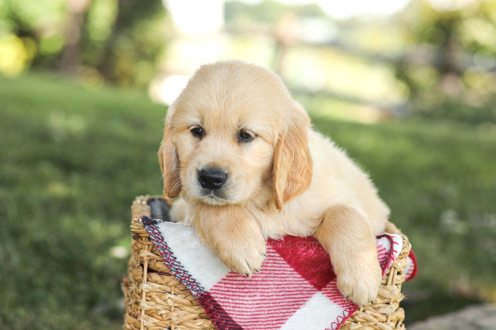 Mitch Image of Mitch, a Golden Retriever puppy