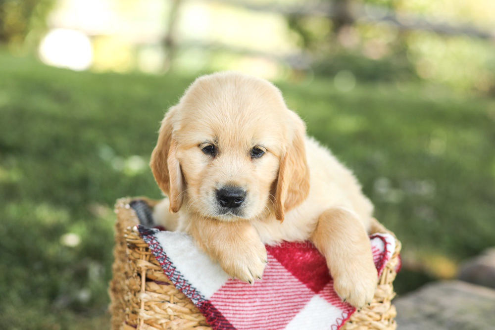 Mitch Image of Mitch, a Golden Retriever puppy