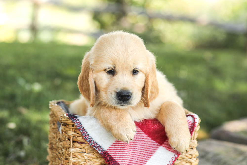 Mitch Image of Mitch, a Golden Retriever puppy
