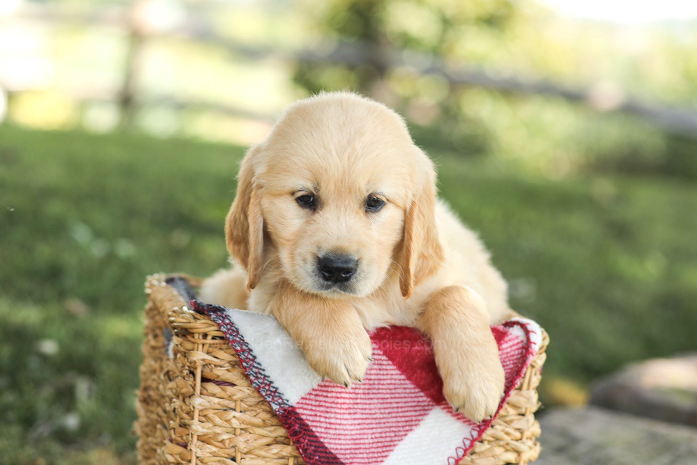 Mitch Image of Mitch, a Golden Retriever puppy
