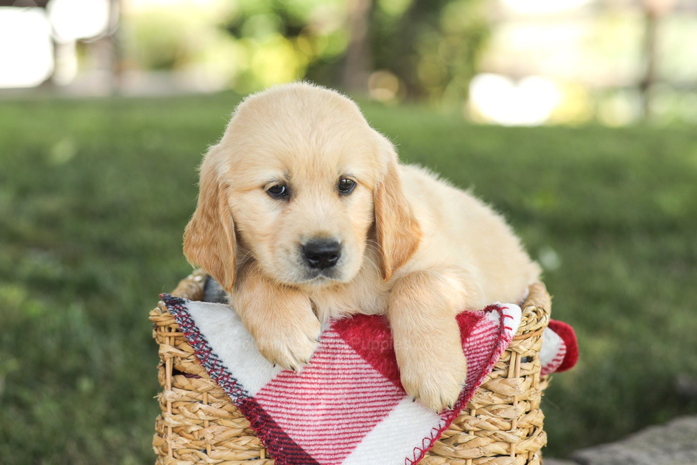 Mitch Image of Mitch, a Golden Retriever puppy