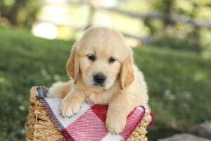 Image of Mitch, a Golden Retriever puppy