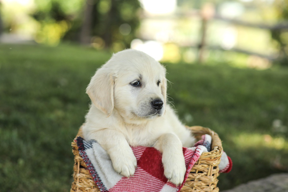Myla Image of Myla, a Golden Retriever puppy