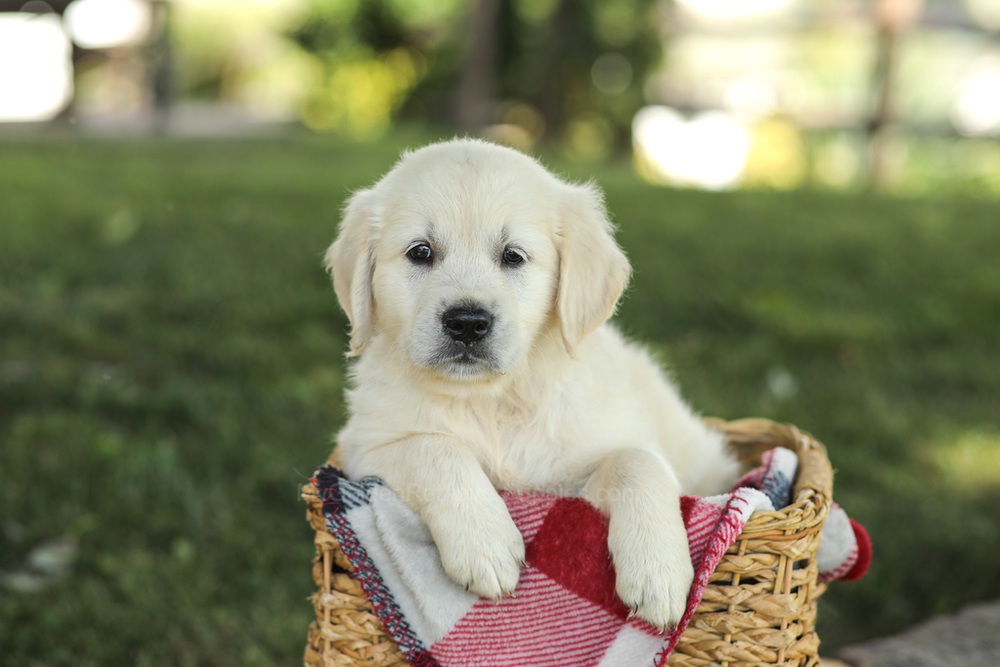 Myla Image of Myla, a Golden Retriever puppy