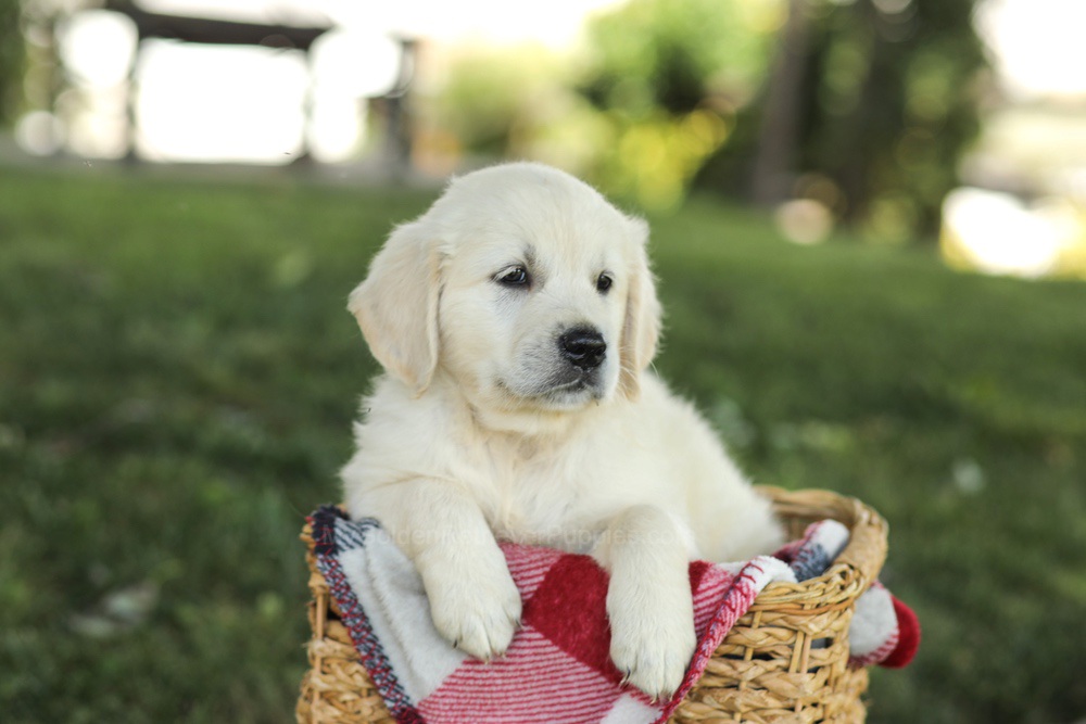 Myla Image of Myla, a Golden Retriever puppy
