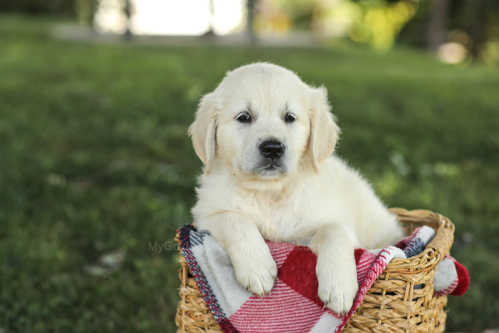 Myla Image of Myla, a Golden Retriever puppy