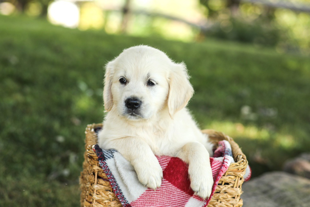 Myla Image of Myla, a Golden Retriever puppy