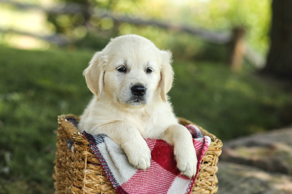 Myla Image of Myla, a Golden Retriever puppy