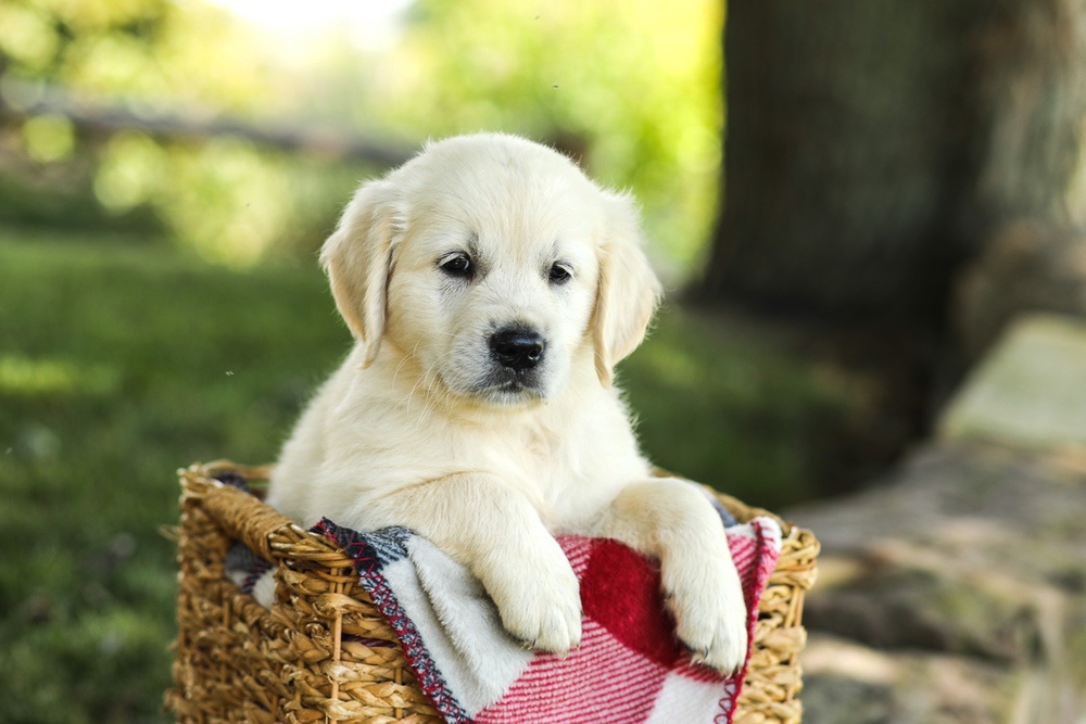 Myla Image of Myla, a Golden Retriever puppy