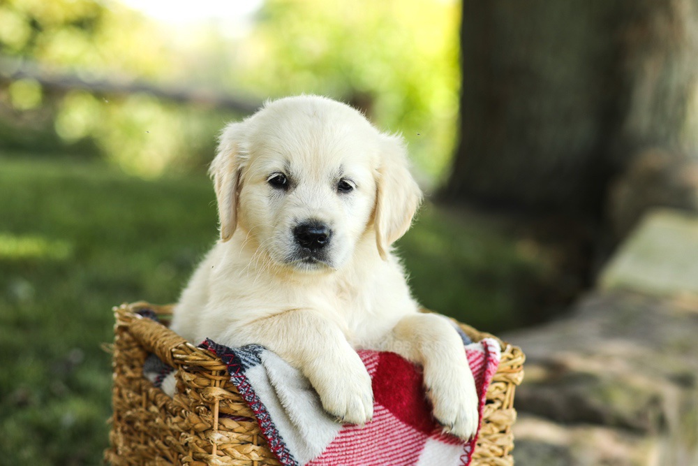 Myla Image of Myla, a Golden Retriever puppy