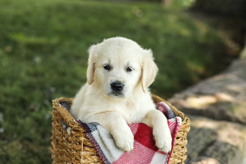 Myla Image of Myla, a Golden Retriever puppy