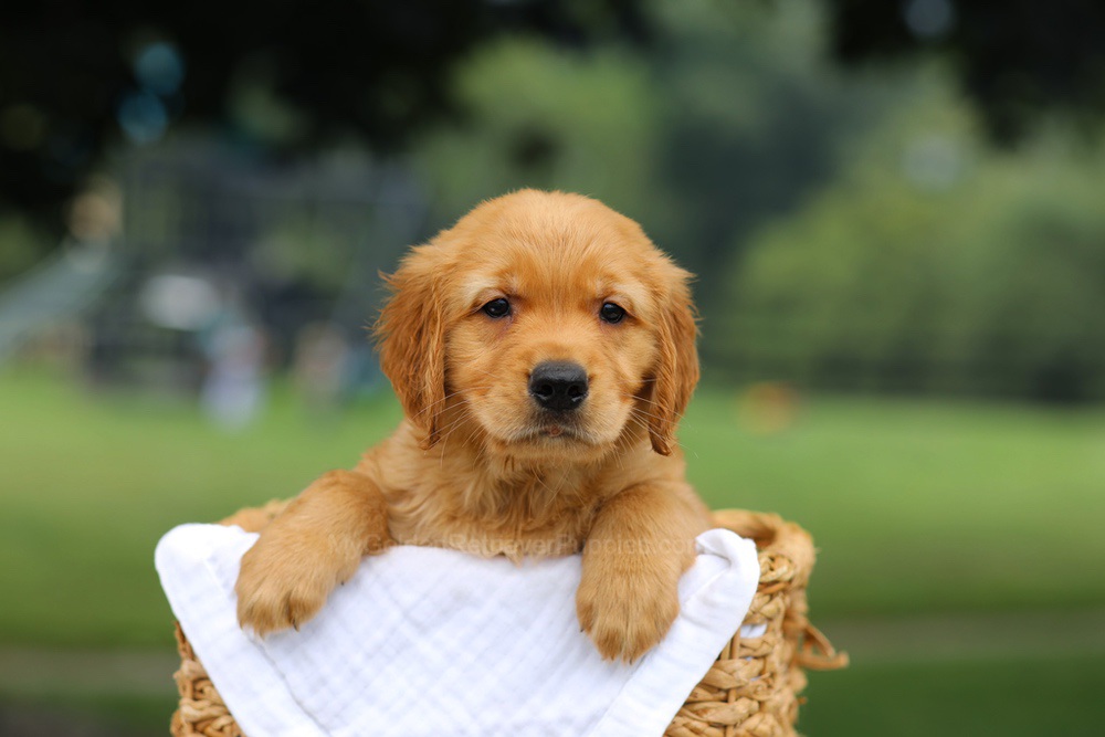 Pablo Image of Pablo, a Golden Retriever puppy