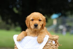 Pablo Image of Pablo, a Golden Retriever puppy