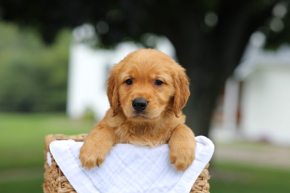 Pablo Image of Pablo, a Golden Retriever puppy