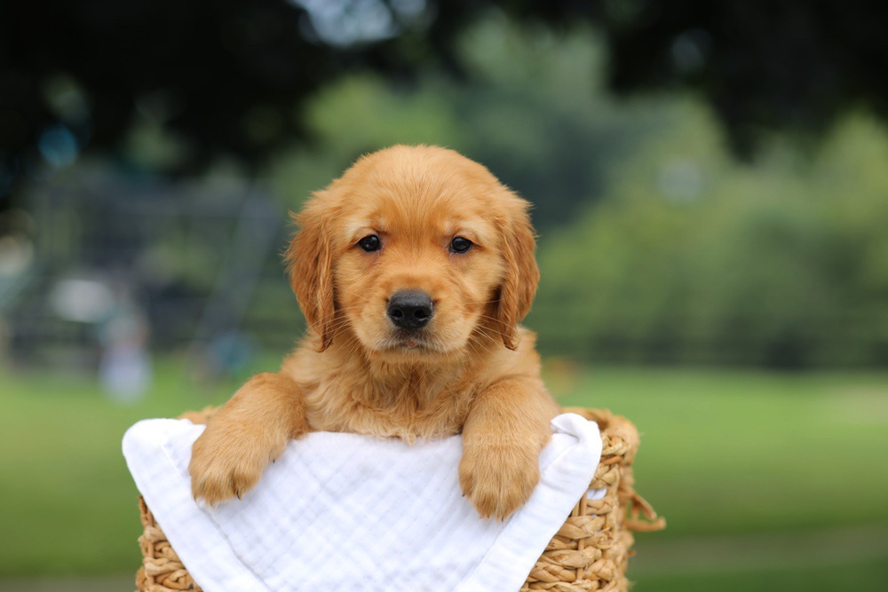 Pablo Image of Pablo, a Golden Retriever puppy