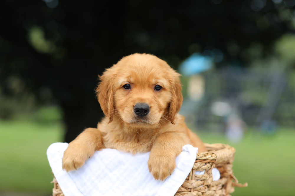 Pablo Image of Pablo, a Golden Retriever puppy