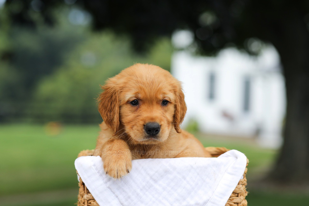 Pablo Image of Pablo, a Golden Retriever puppy