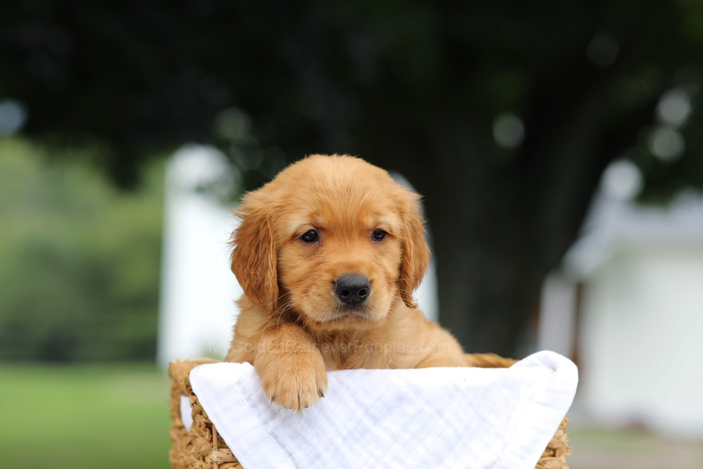 Pablo Image of Pablo, a Golden Retriever puppy
