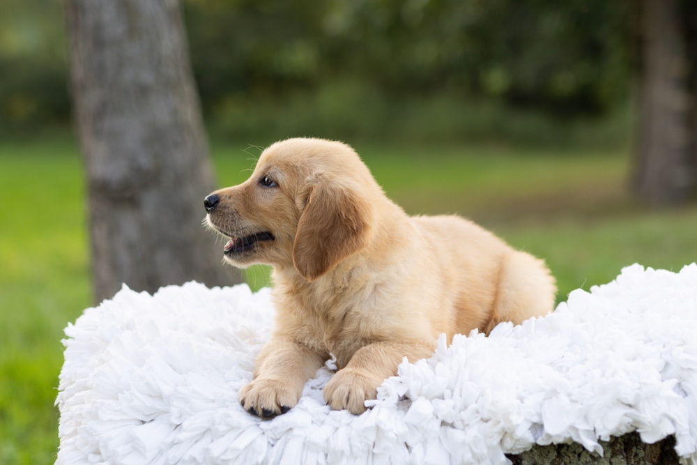 Paddington Image of Paddington, a Golden Retriever puppy