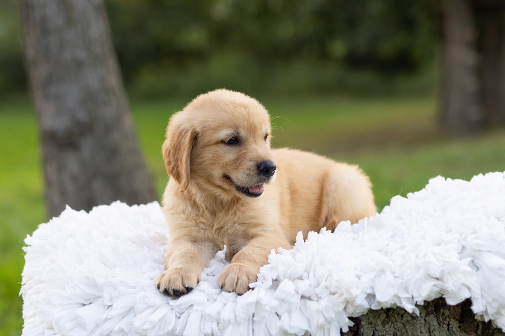 Paddington Image of Paddington, a Golden Retriever puppy