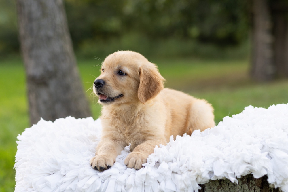 Paddington Image of Paddington, a Golden Retriever puppy