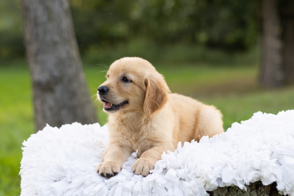 Paddington Image of Paddington, a Golden Retriever puppy