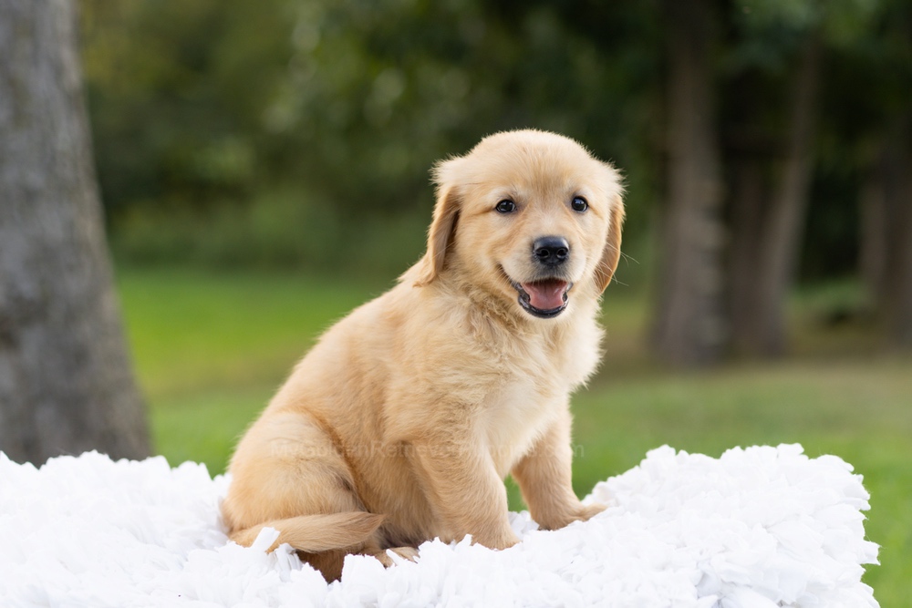 Paddington Image of Paddington, a Golden Retriever puppy