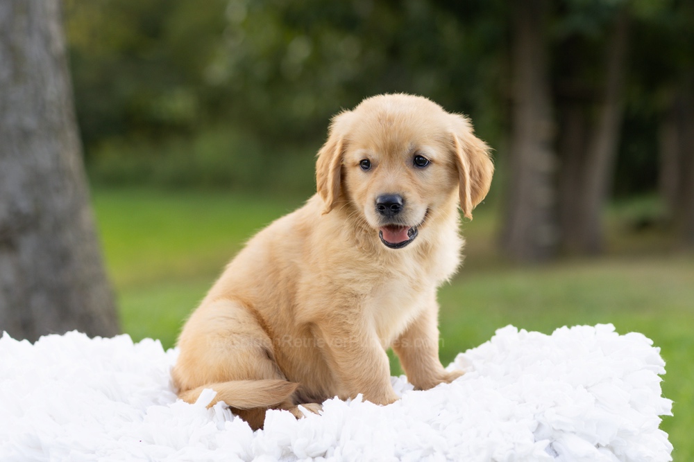 Paddington Image of Paddington, a Golden Retriever puppy