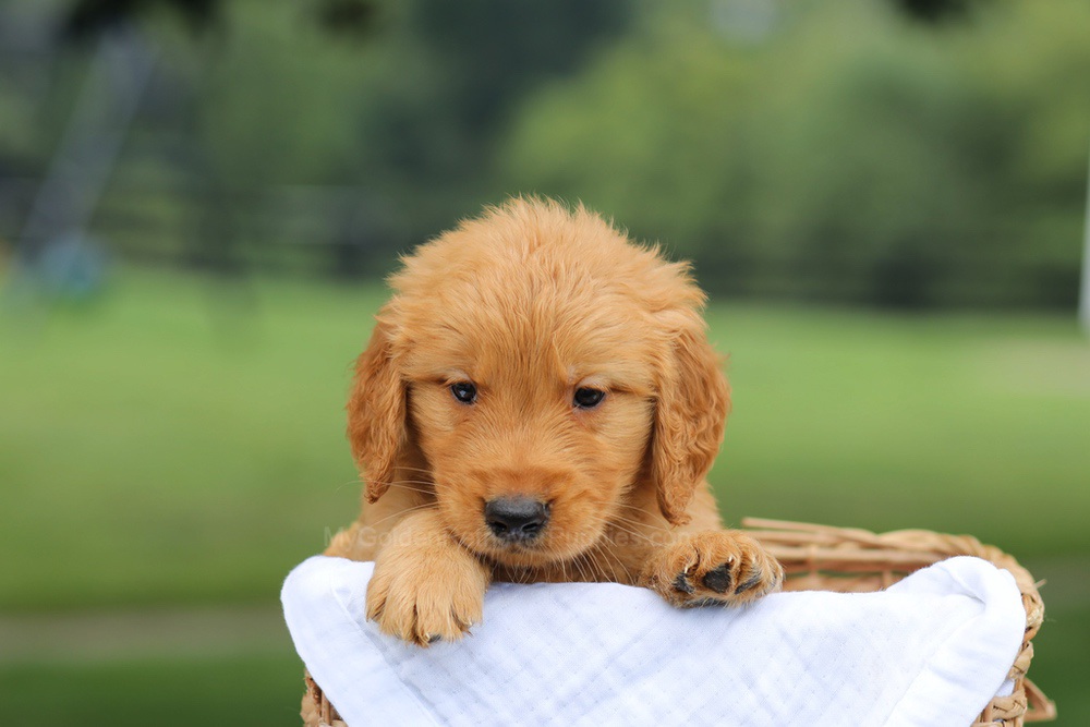 Parker Image of Parker, a Golden Retriever puppy