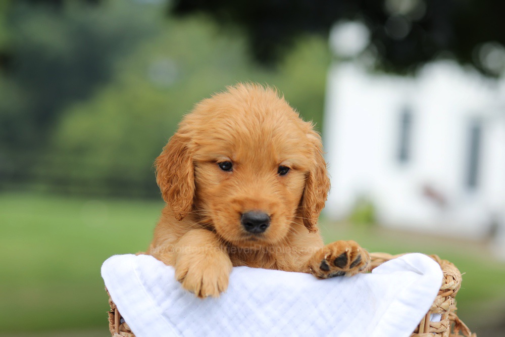 Parker Image of Parker, a Golden Retriever puppy