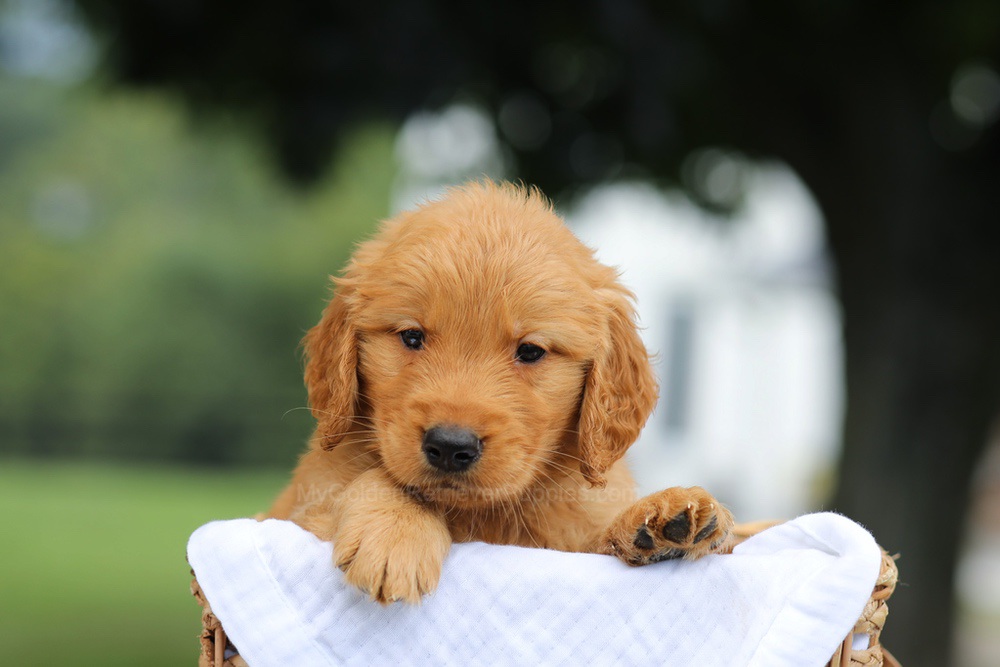 Parker Image of Parker, a Golden Retriever puppy