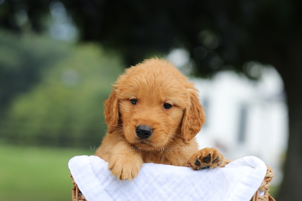 Parker Image of Parker, a Golden Retriever puppy