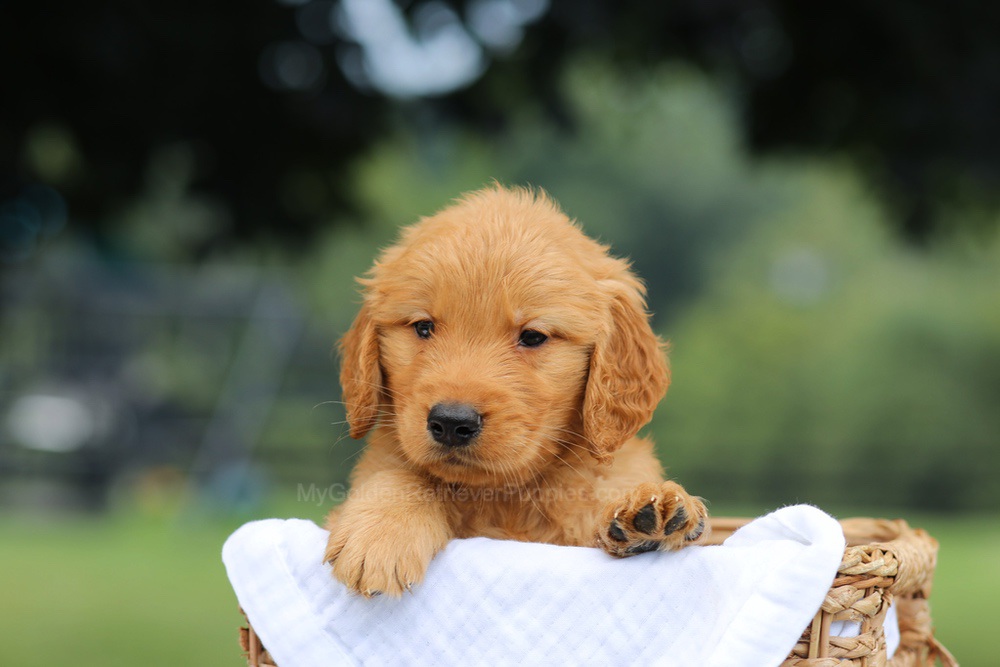 Parker Image of Parker, a Golden Retriever puppy