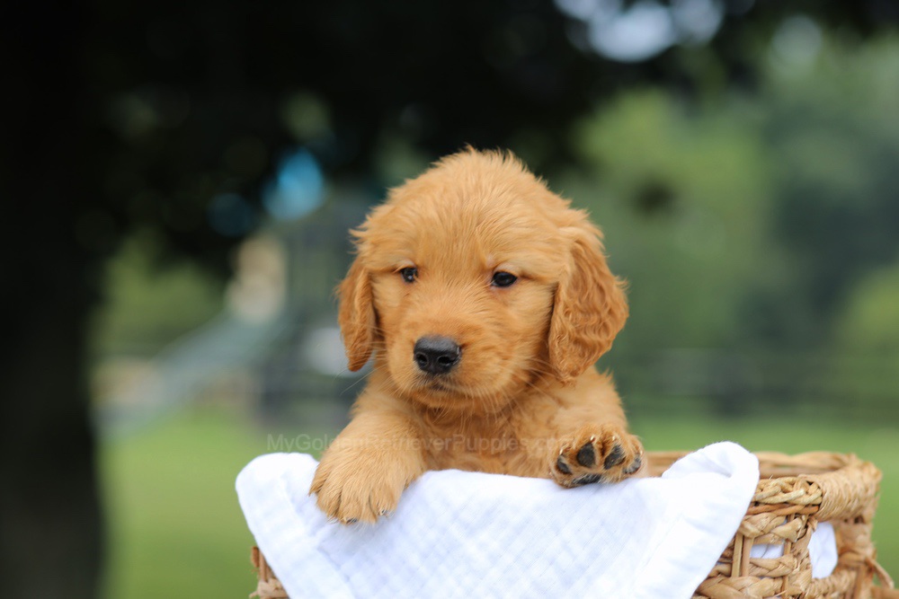 Parker Image of Parker, a Golden Retriever puppy