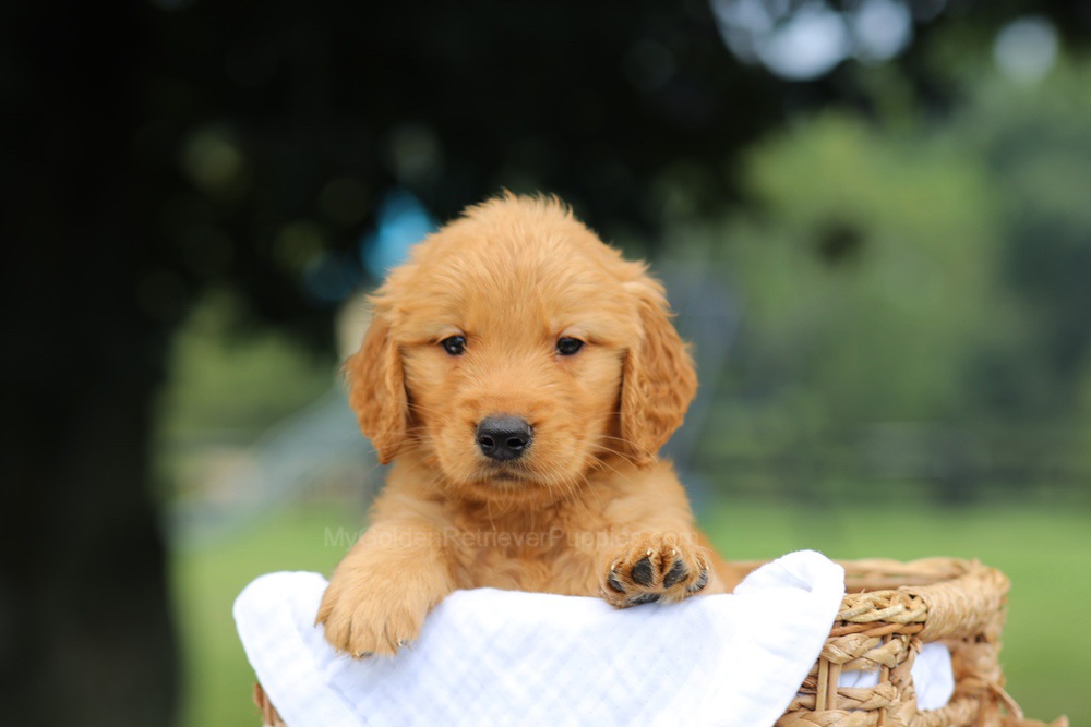 Parker Image of Parker, a Golden Retriever puppy