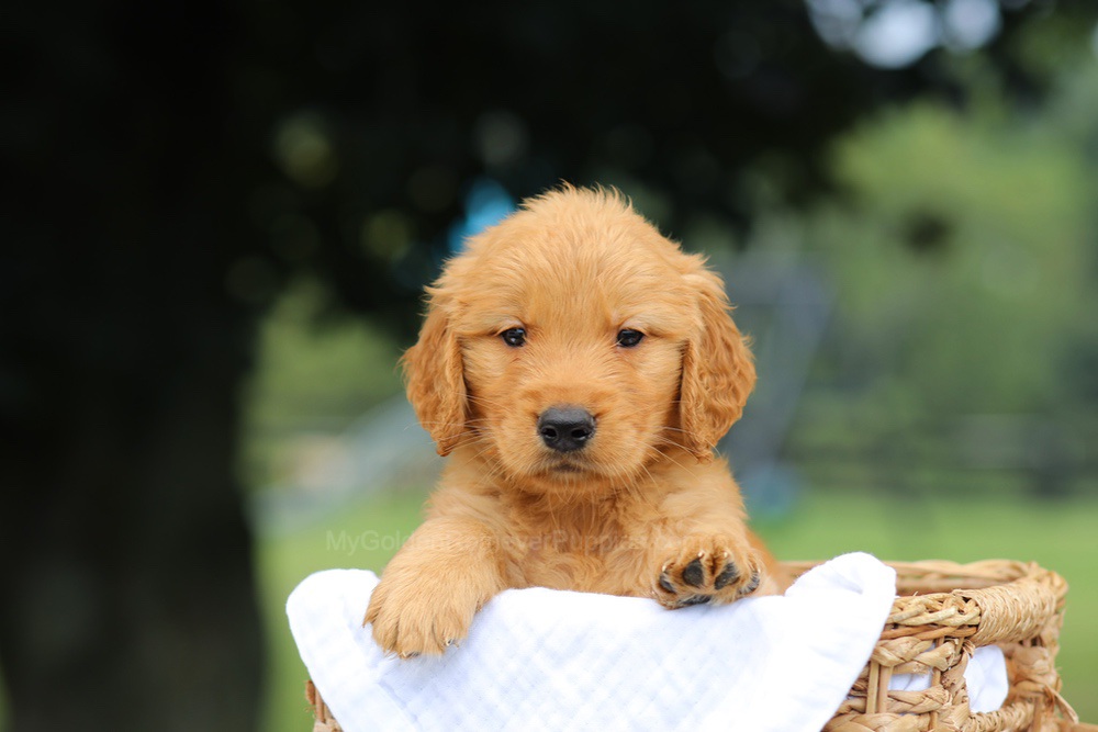 Parker Image of Parker, a Golden Retriever puppy