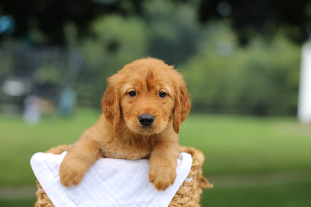 Paxton Image of Paxton, a Golden Retriever puppy