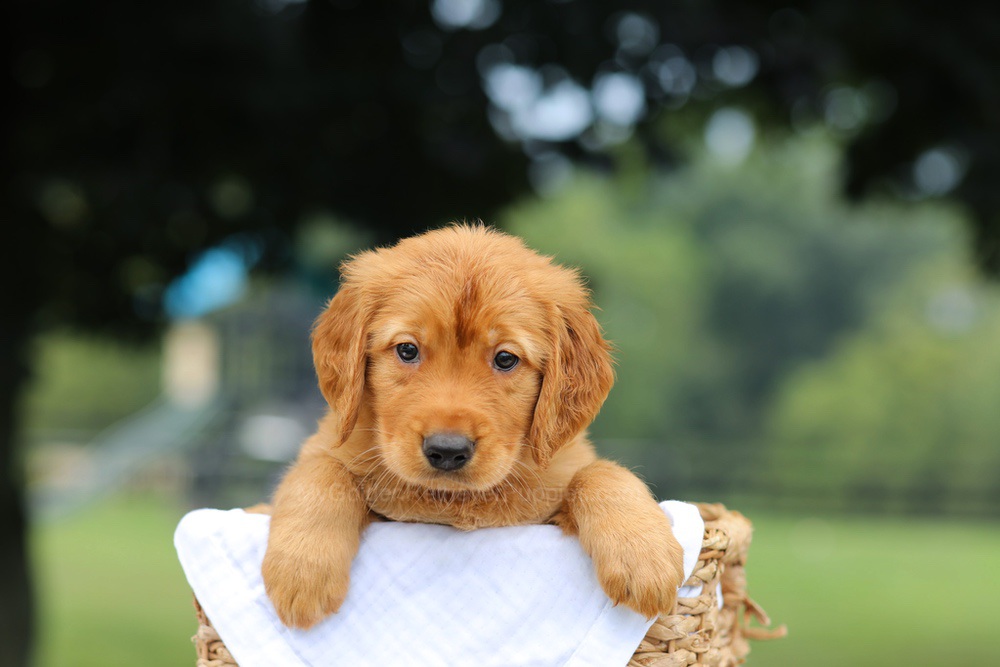 Paxton Image of Paxton, a Golden Retriever puppy