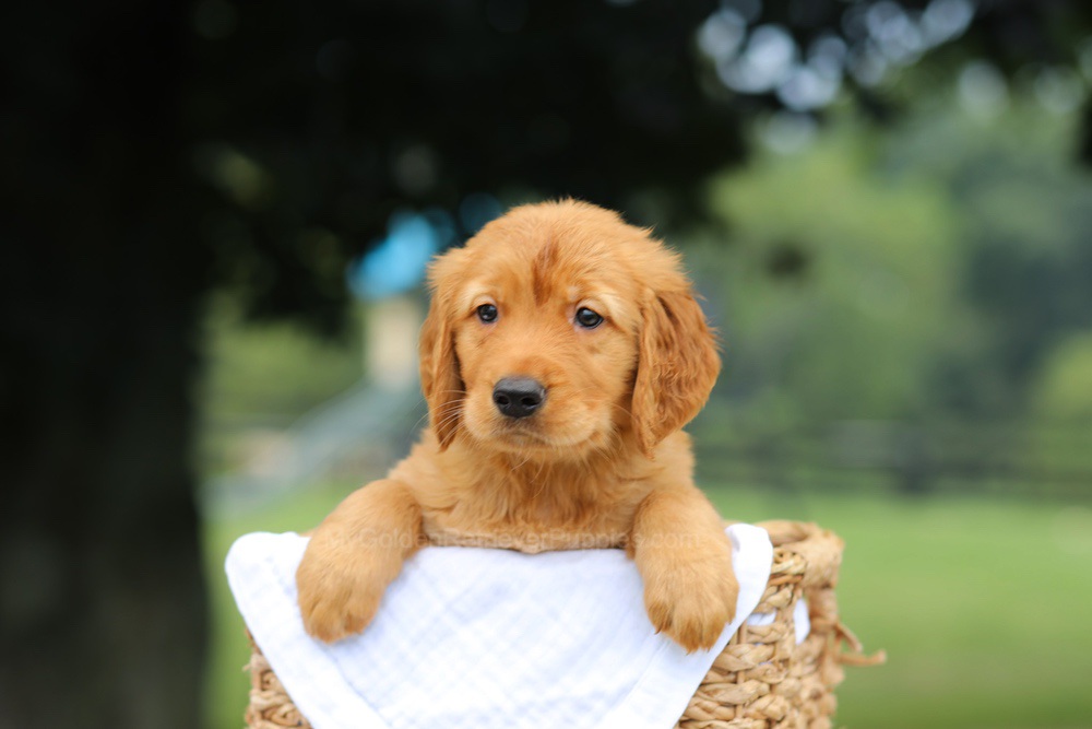 Paxton Image of Paxton, a Golden Retriever puppy
